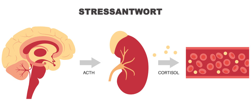 Cortisol stressantwort