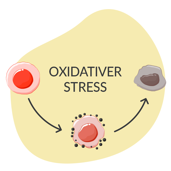 Oxidativer Stress Zelle