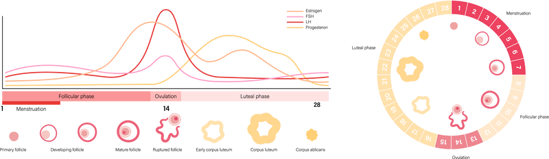 Zyklus hormone